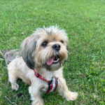 Shorkie Puppies for Sale