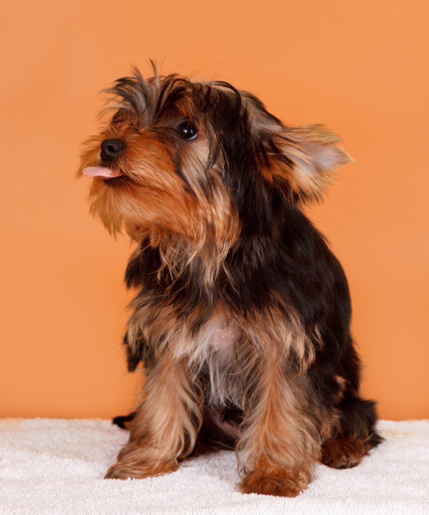 How to Adopt a Shorkie in Michigan
