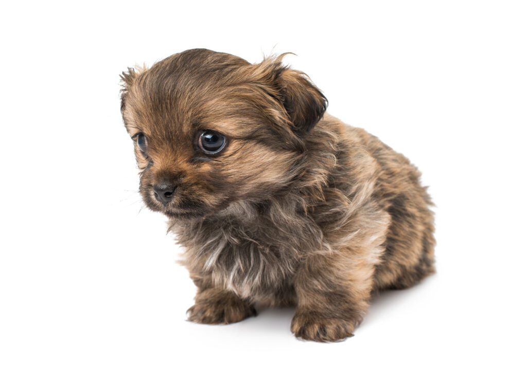 How to Adopt a Shorkie in New Mexico