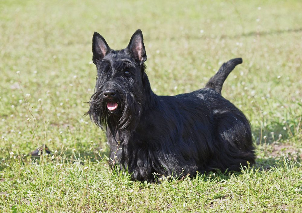 Portrait,Of,The,Scottish,Terrier,On,A,Natural,Green,Background
