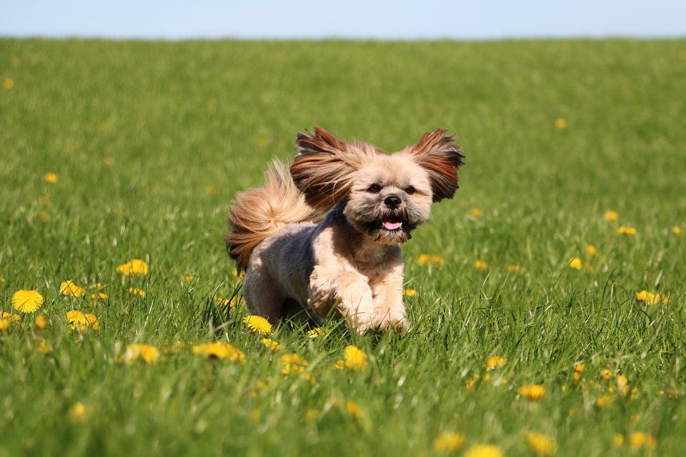 Cute,Lhasa,Apso,Is,Running,On,A,Field,With,Dandelions