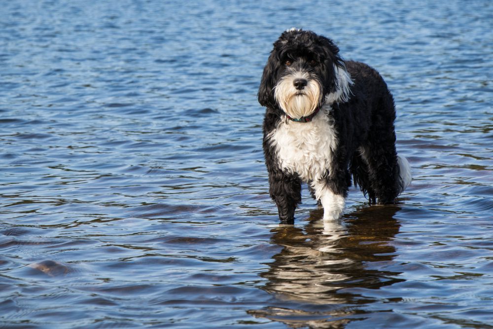 Black,And,White,Portuguese,Water,Dog,Standing,In,The,Water