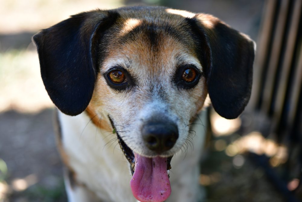 Adorable,Tri,Color,Chichuahua,Beagel,(cheagel),Mix