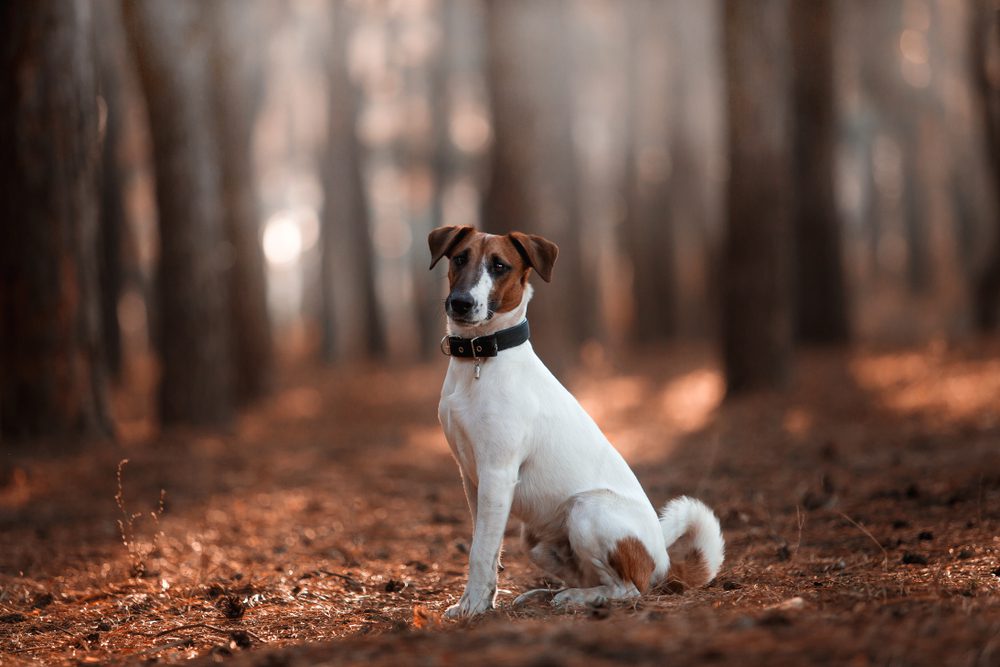 Charming,Dog,Fox,Terrier,Breed,In,The,Autumn,Forest