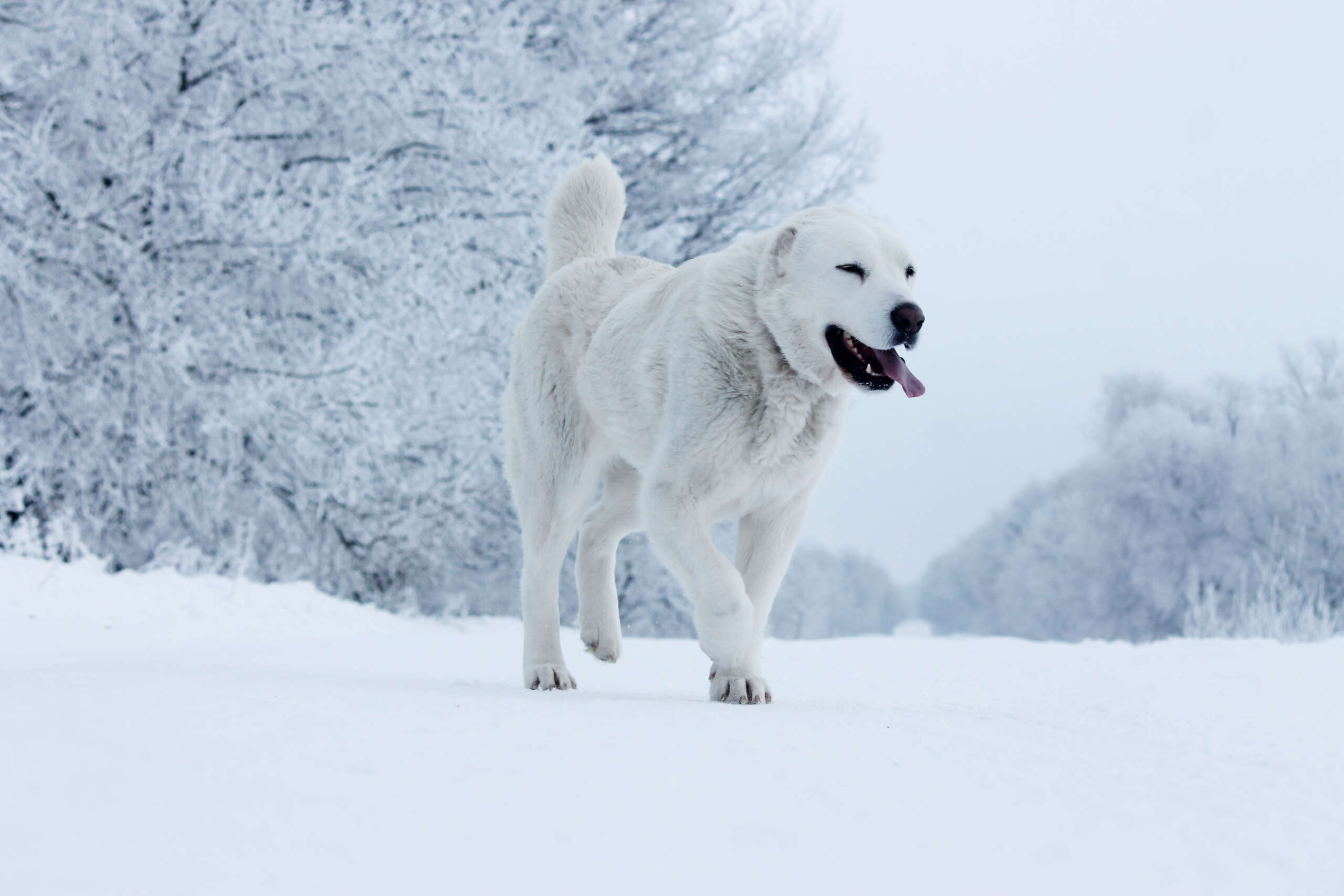 Central,Asian,Shepherd,Dog
