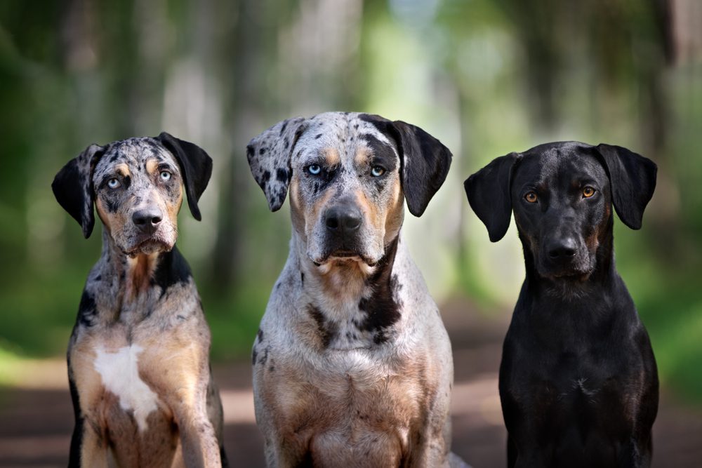 Three,Beautiful,Dogs,Portrait,Outdoors,In,The,Forest