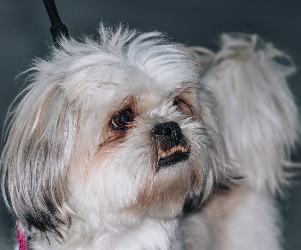 Cute,Face,Of,A,Pekapoo,Dog