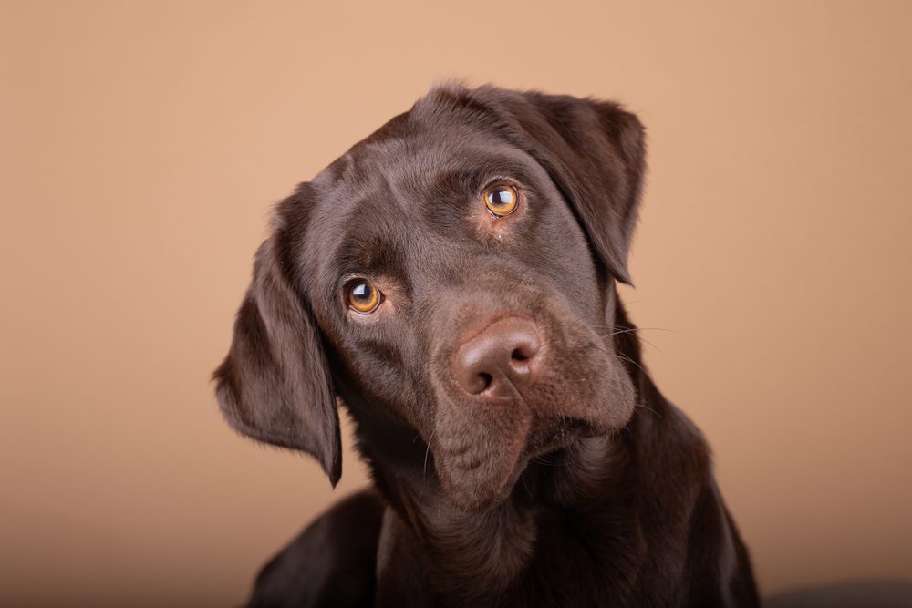 Dog,Labrador,Puppy,Brown,Chocolate,In,Studio,,Isolated,Background,Headshots