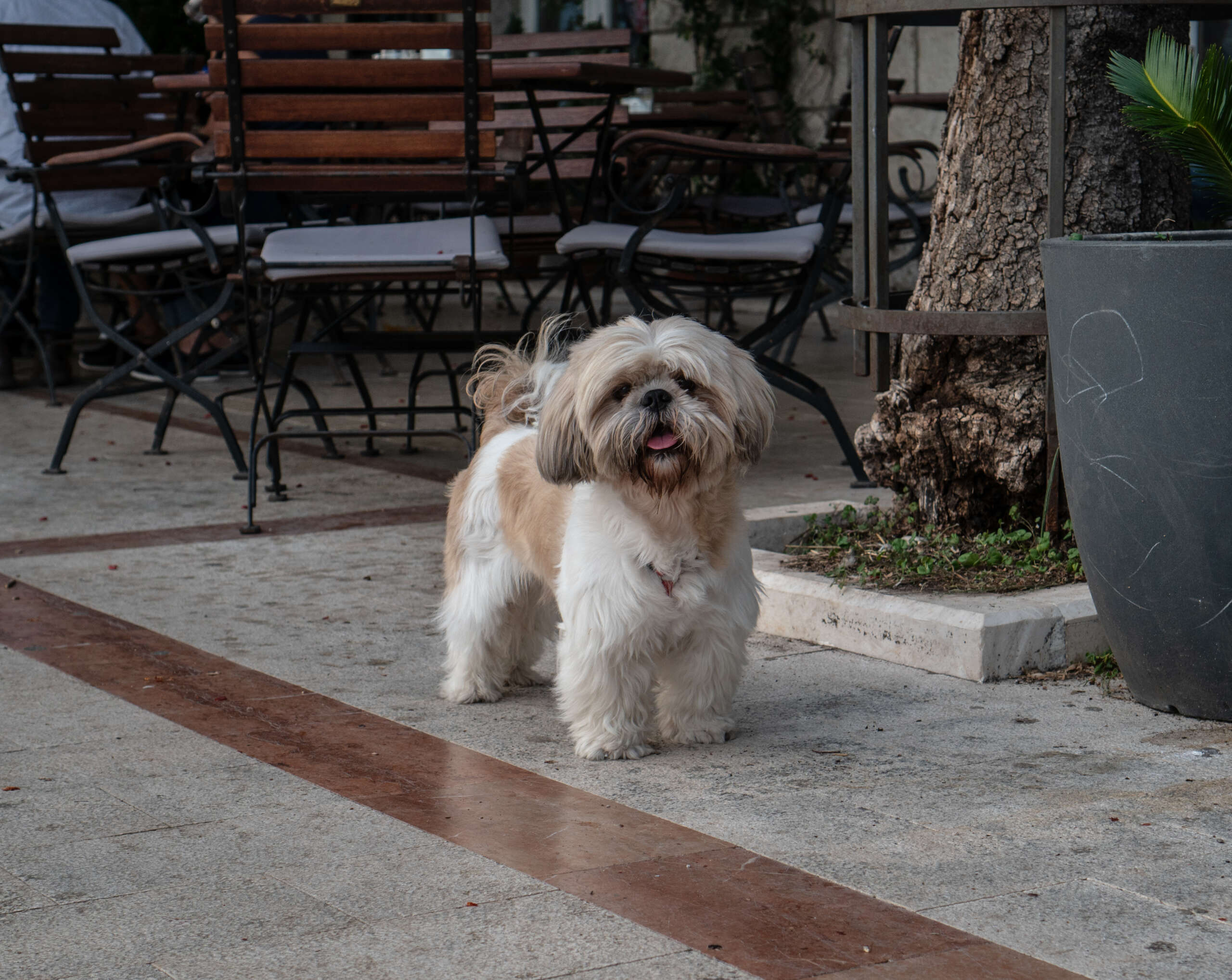A,Small,Shih,Tzu,Dog,Stands,Near,A,Flower,Pot