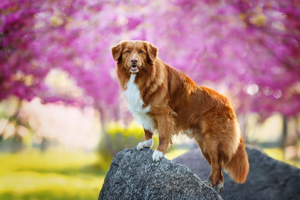 Nova,Scotia,Duck,Tolling,Retriever,Dog,Standing,On,A,Rock