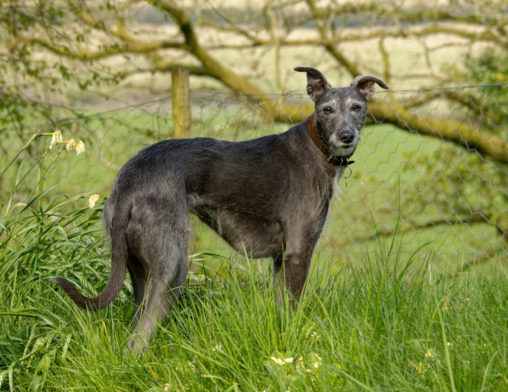 Lurcher.,Dog.,Standing,Field,Against,Fence,Looking,Towards,Camera.