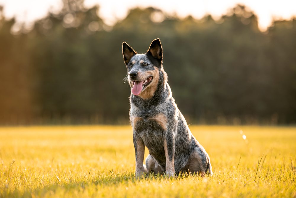 Australian,Cattle,Dog,Blue,Heeler,Sitting,In,A,Grassy,Field