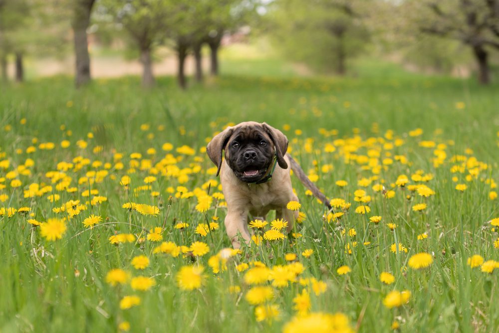 English,Mastiff,Puppie,Playing,In,The,Grass,,In,A,Meadow