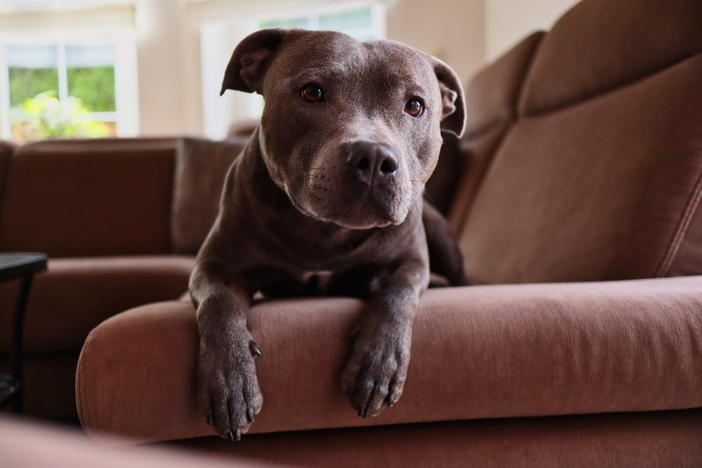 Young,English,Staffordshire,Bull,Terrier,Rests,On,Brown,Couch,At