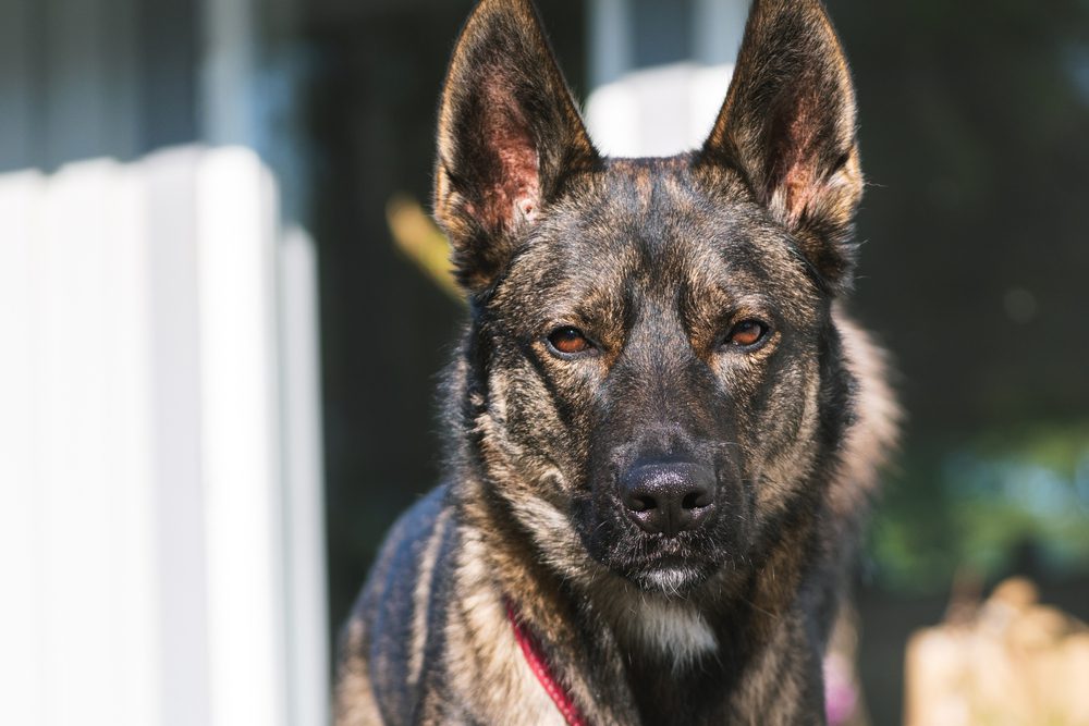 Portrait,Husky,Shepherd,Mix,Eyecontact