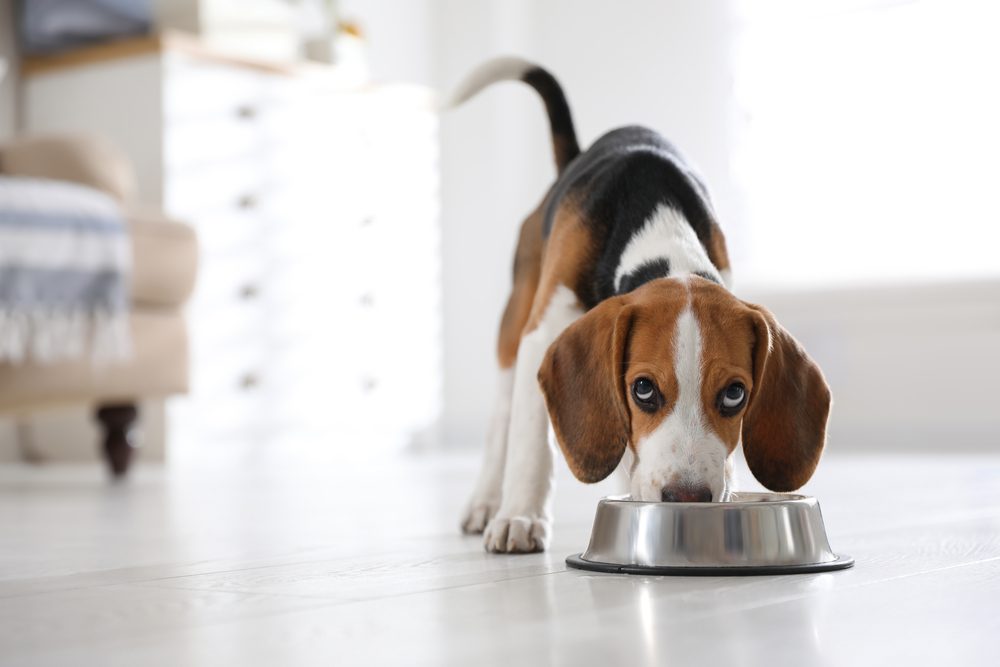 Cute,Beagle,Puppy,Eating,At,Home.,Adorable,Pet