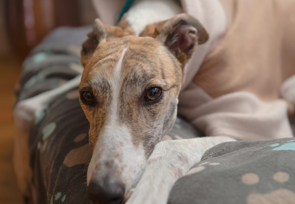 How to Adopt a Greyhound in Florida