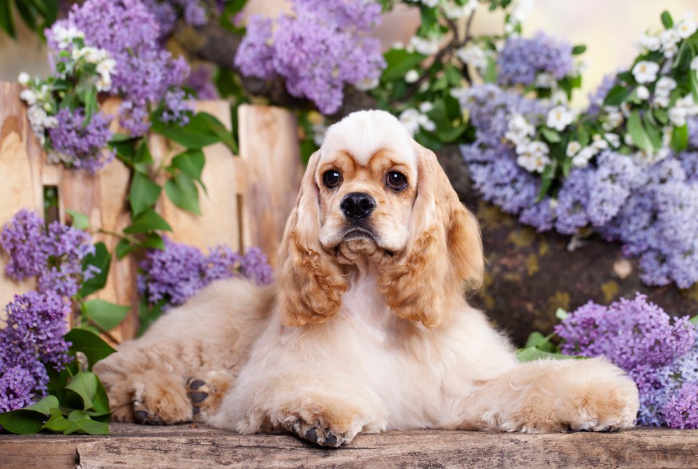 American,Cocker,Spaniel,On,The,Background,Of,A,Garden,With