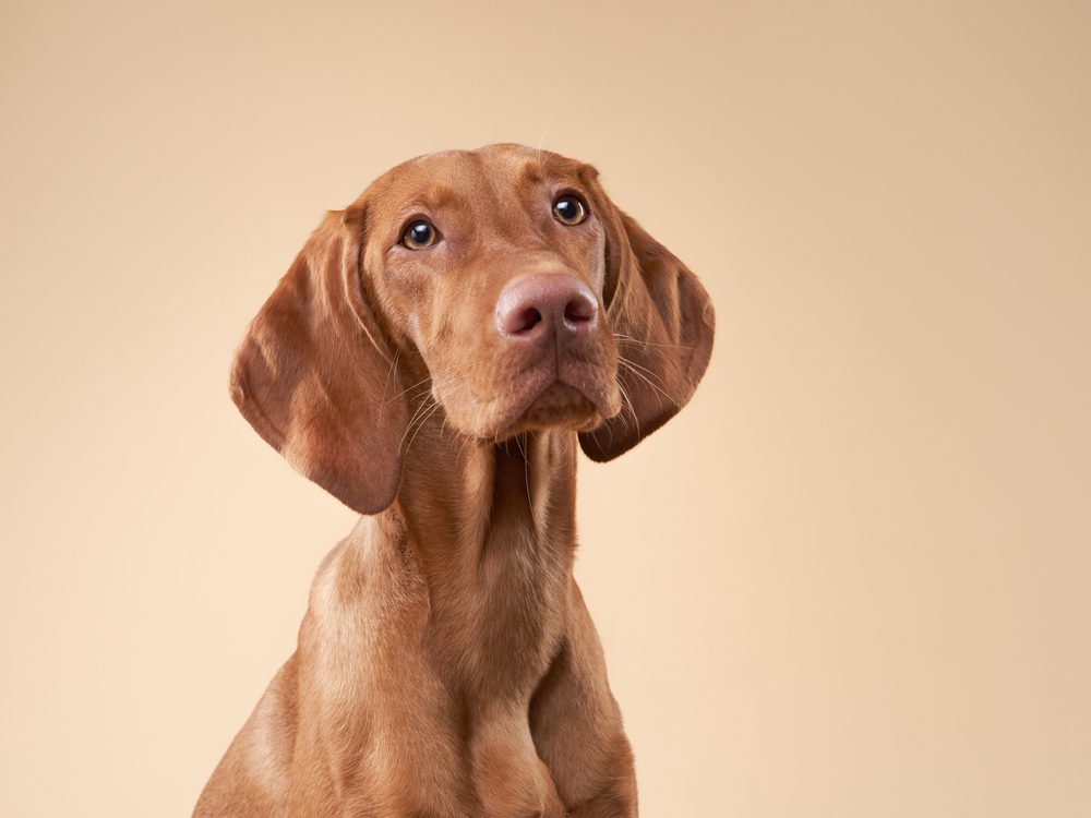 Funny,Dog,Portrait.,Hungarian,Vizsla,On,A,Beige,Background