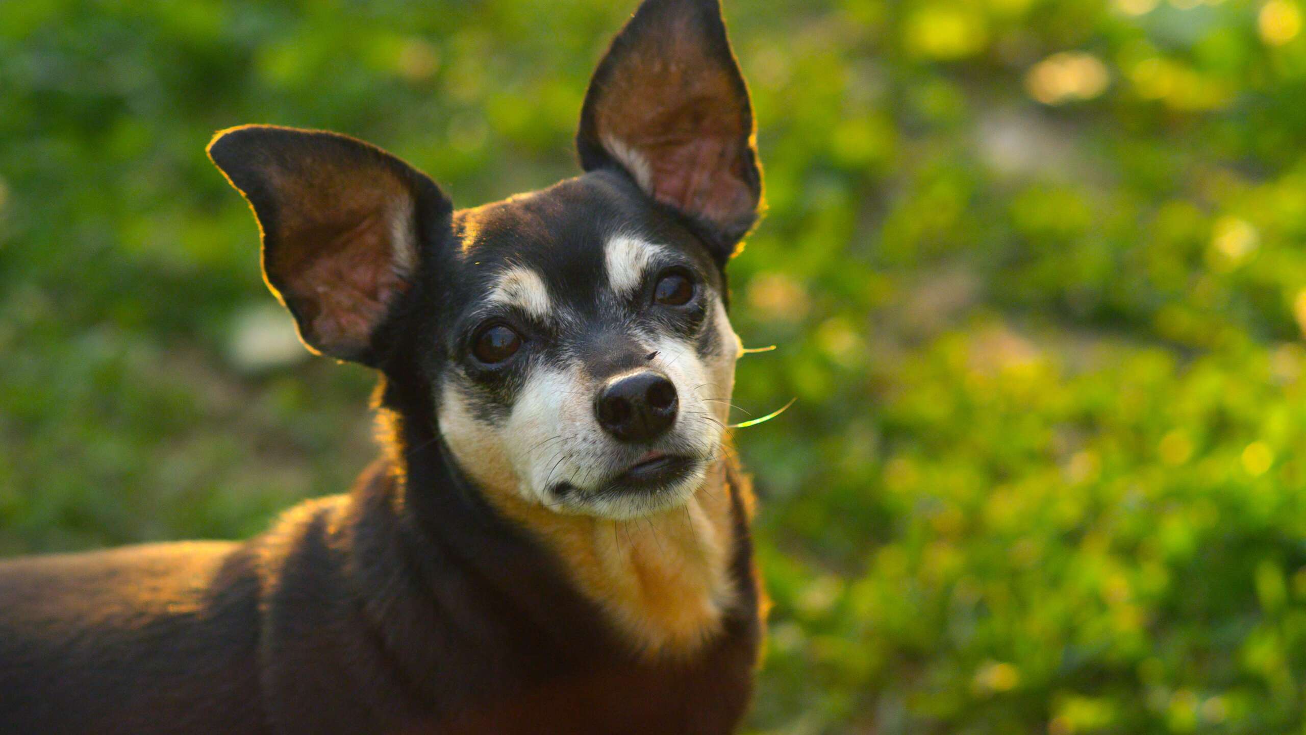 Close,Up:,Adorable,Senior,Miniature,Pinscher,In,Profile,,Looks,Into