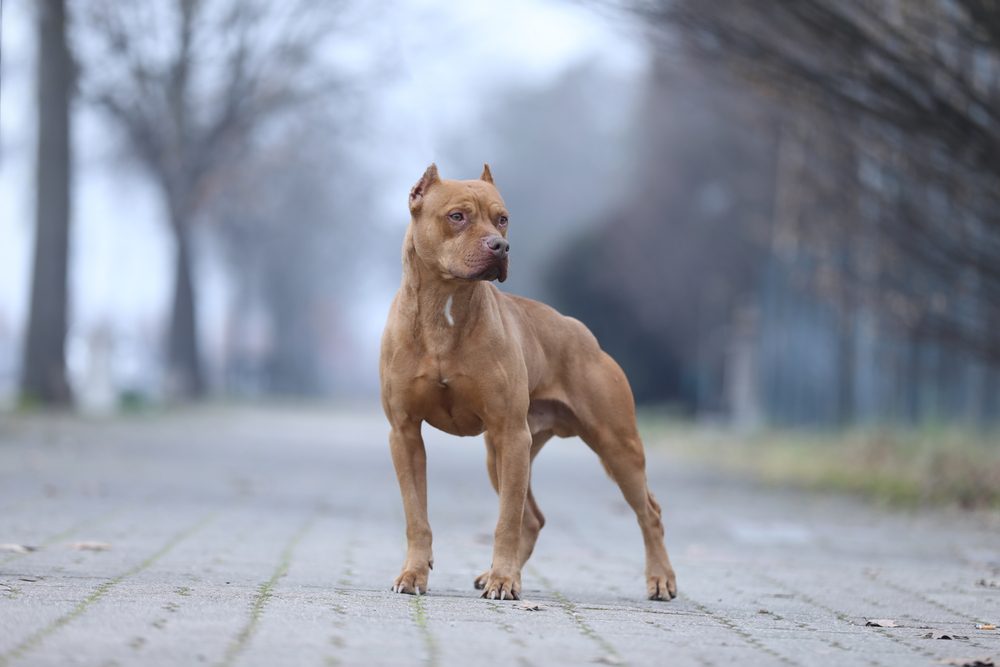 Photo,Of,A,Beautiful,Pitbull,Posing