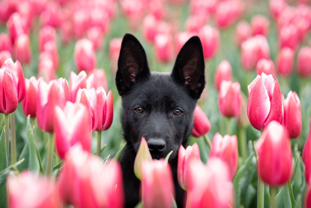 Black,Kelpie,Puppy,Sitting,In,A,Tulip,Field