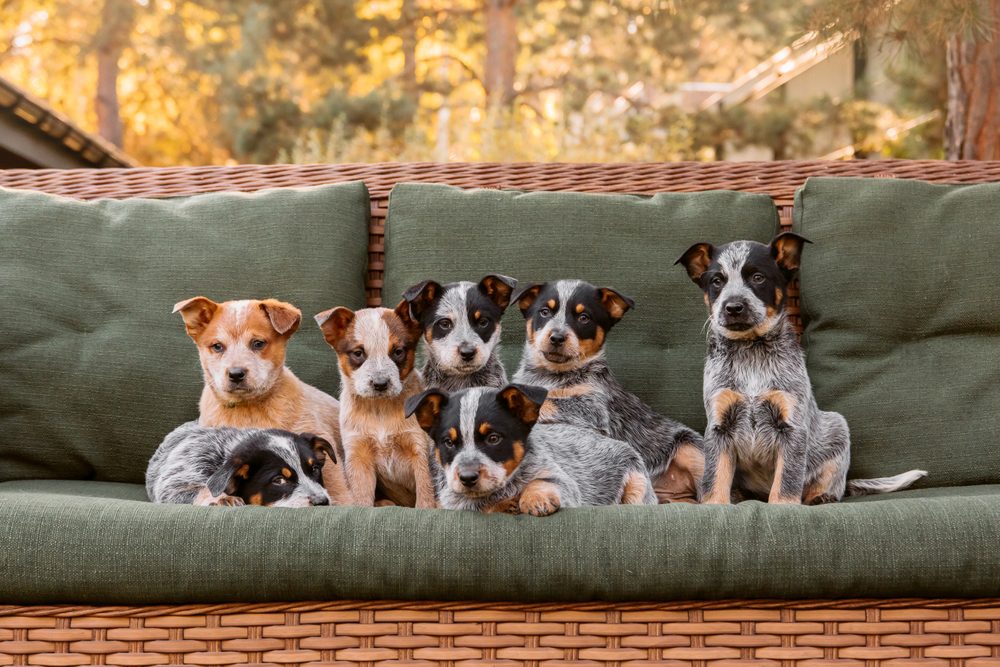 Australian,Cattle,Dog,Puppy,Outdoor.,Blue,And,Red,Heeler,Dog
