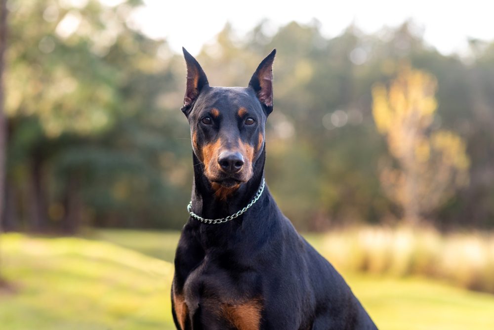 Doberman,Pinscher,Outdoors,At,A,Park.,Beautiful,Female,Dobie,Outside