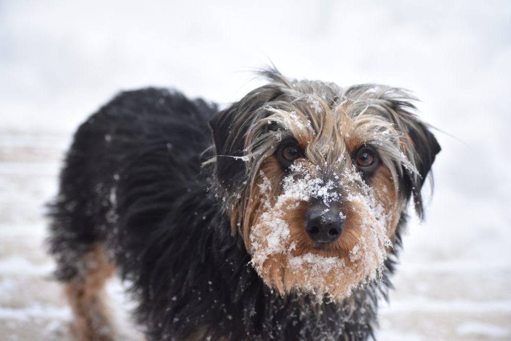 Dachshund,Yorkie,Puppy,Playing,In,The,Snow