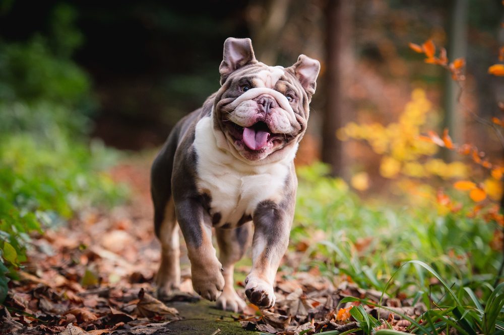 English,Bulldog,Running,And,Playing,In,The,Woods