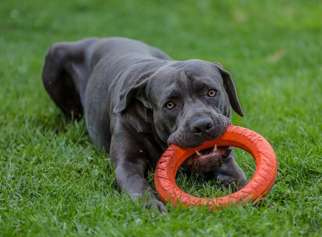 How to Adopt a Cane Corso