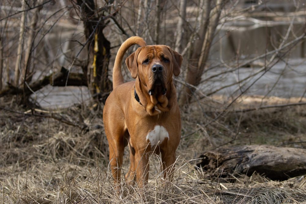 Dog,Breed,Tosa,Inu,(japanese,Mastiff),Beautiful,Brown,Large,Purebred