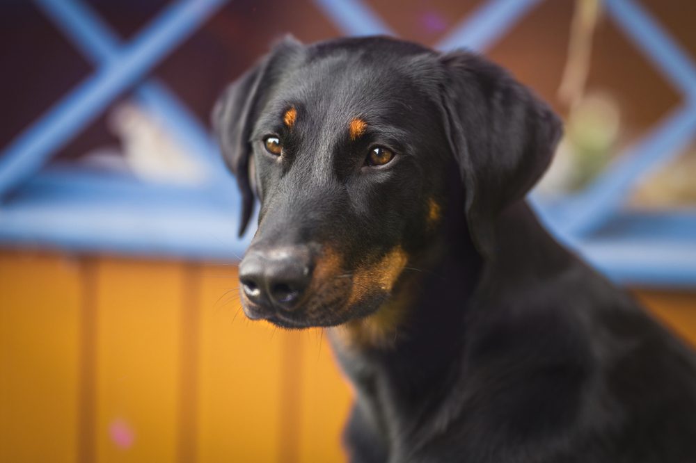 Portrait,Beauceron,Dog,In,Black