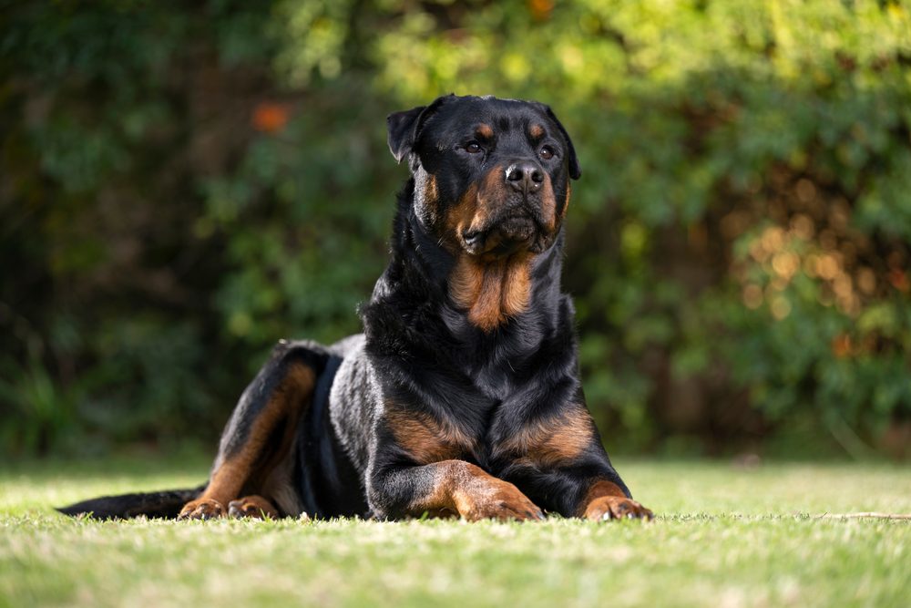 Stunning,Proud,Adult,Pedigree,Male,Rottweiler,Sitting,And,Laying,Grass