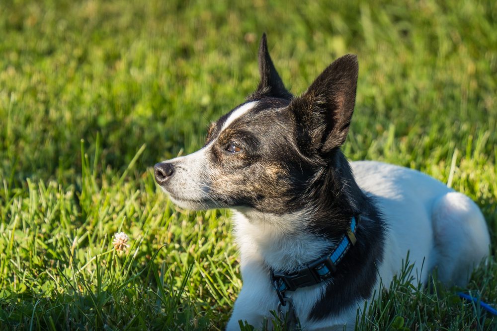 Edison,The,Rat,Terrier,Chihuahua,Mix,Gazing,At,The,Sunset