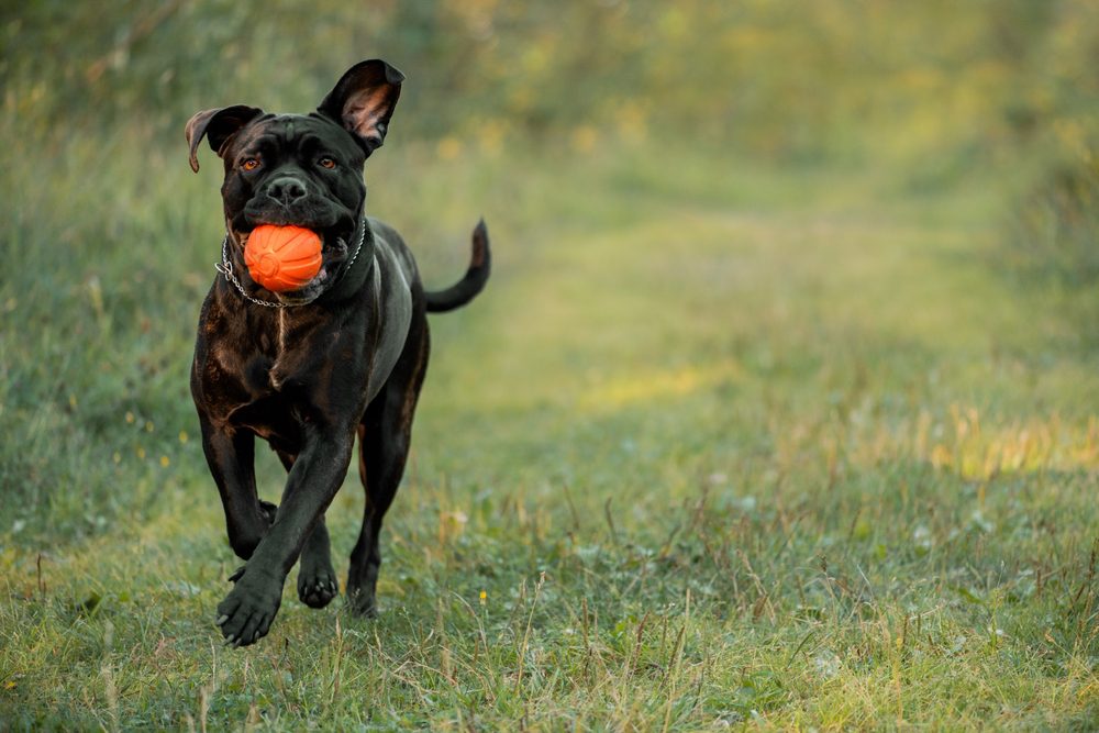 Cane,Corso,With,Orange,Ball,In,Mouth,Running,On,Grass