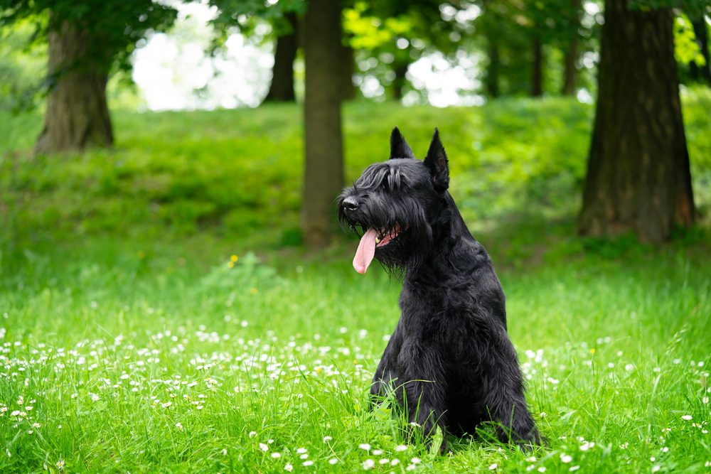 Black,Giant,Schnauzer,Sits,In,The,Park,On,The,Green