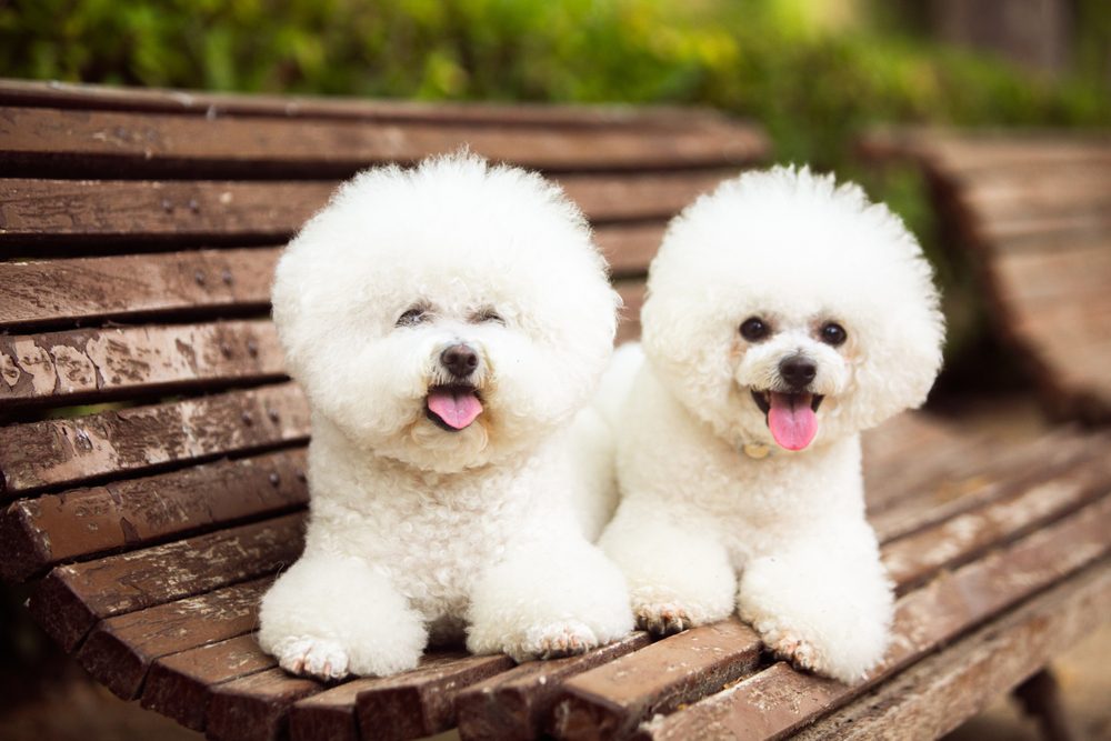 Cute,White,Dogs,Of,The,Bichon,Frize,Breed
