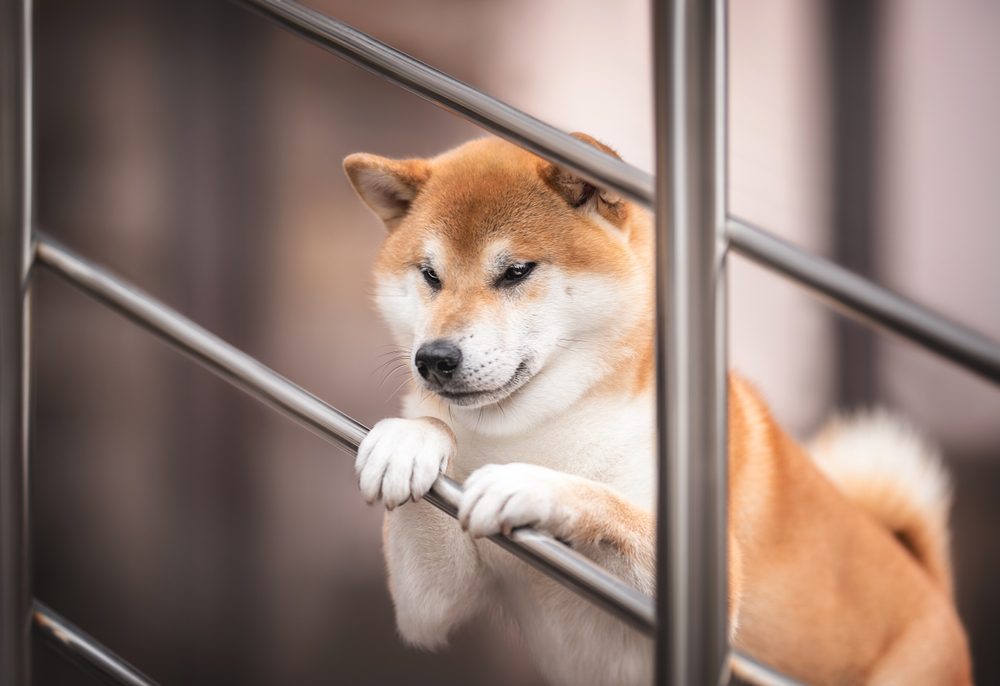 Sweet,Red,White,Japanese,Shiba,Inu,Dog,Standing,By,His