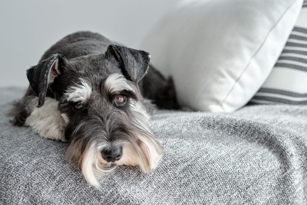 Lazy,Attentive,Miniature,Schnauzer,Dog,With,Brown,Eyes,Lying,Near