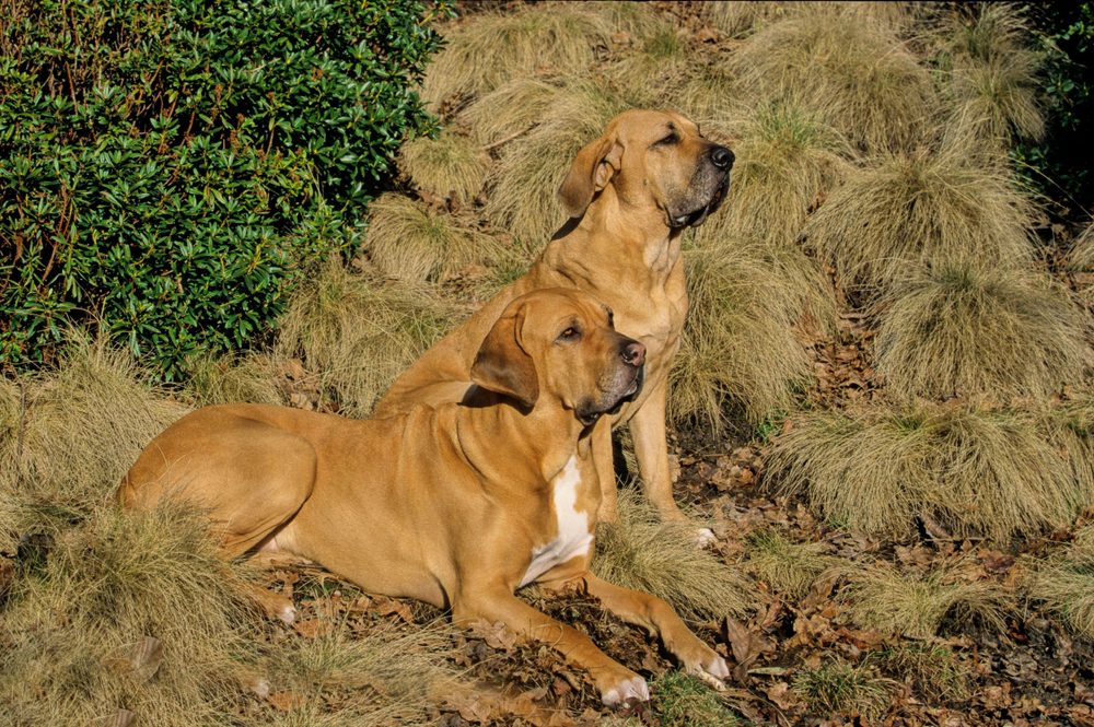 Fila,Brasileiro,,Brazilian,Mastiff,,Brazilian,Mastiff