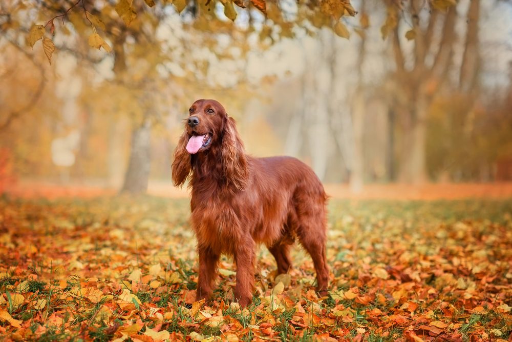 Chocolate,Irish,Setter,On,A,Walk,In,The,Autumn,Park