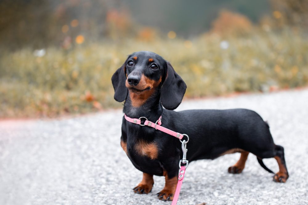 Smiling,Miniature,Dachshund,Dog,Walks,Outdoor,On,Nature,Background