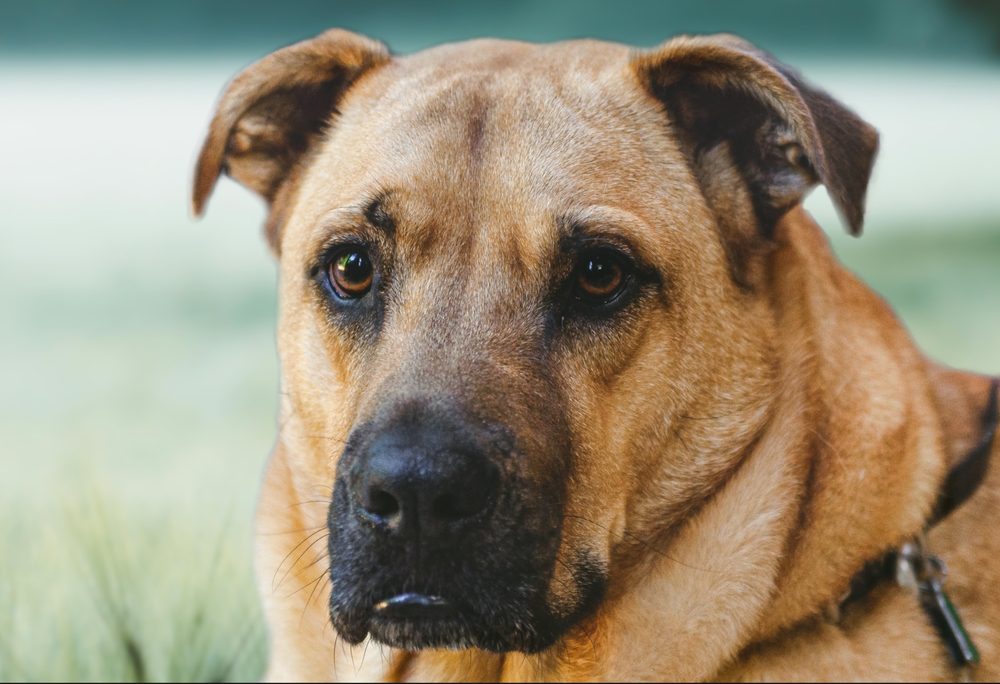 Sarabi,Dog,Standing,In,The,Green,Grass,In,Forest,Background,