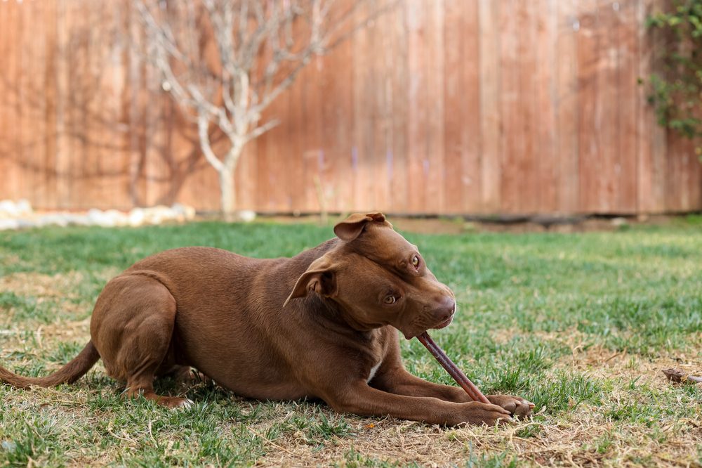 Chocolate,Lab,Brown,Pit,Bull,Mix,Dog,Laying,In,Grass