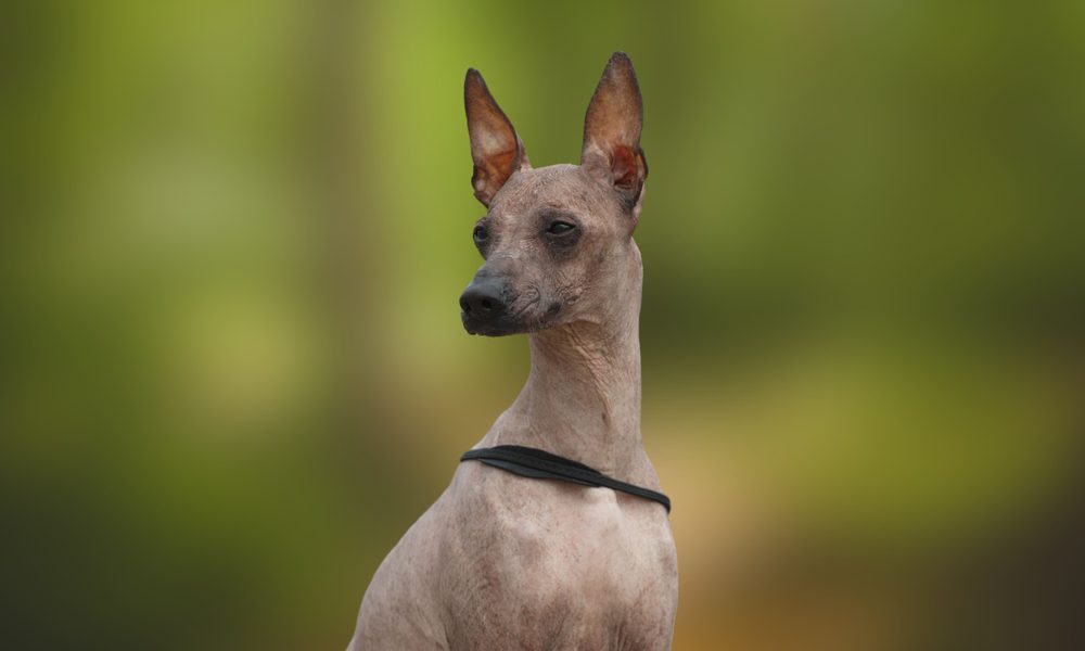The,Peruvian,Hairless,Dog,,Peruvian,Viringo,,Peruvian,Inca,Orchid,,Naked