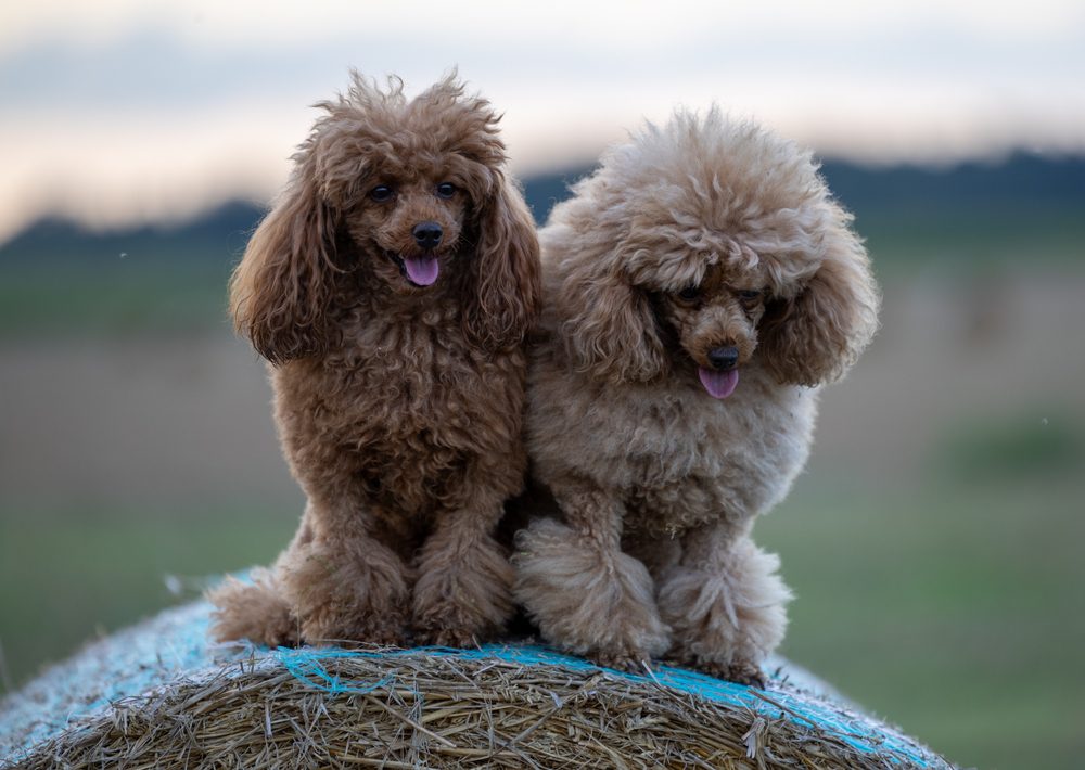 Two,Miniature,Poodles,Are,Sitting,Outside,On,A,Wall,Roll,