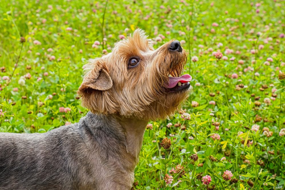 Dog.,Yorkshire,Terrier.,Portrait,Of,A,Funny,Dog,On,The