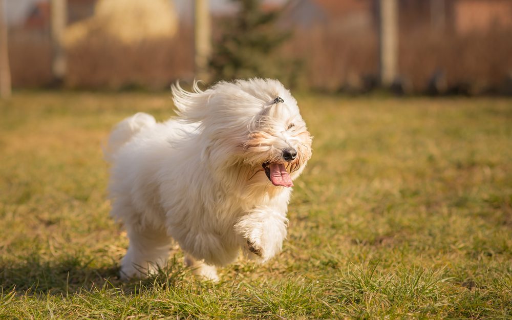 Coton,De,Tulear,Dog,In,Run