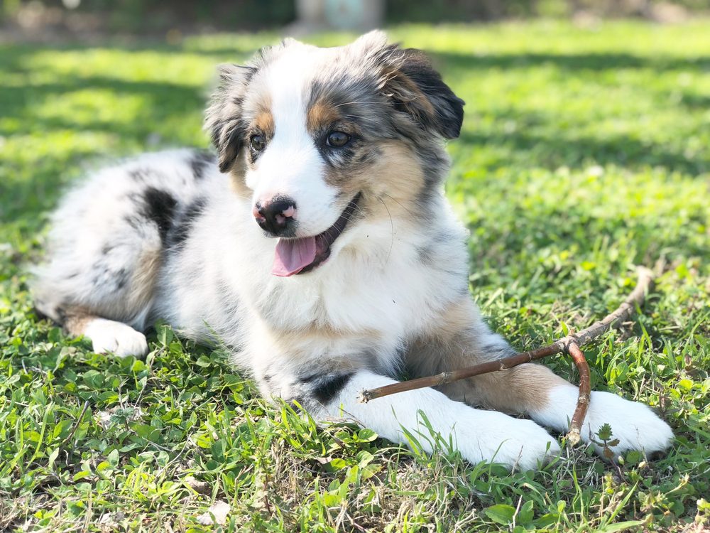 Mini,Australian,Shepherd,Puppy,With,Stick